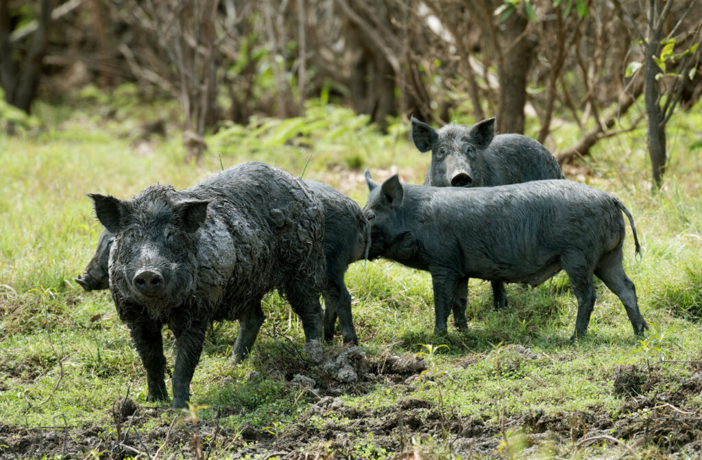 A sounder of feral hogs standing in a field that they have rooted through. 