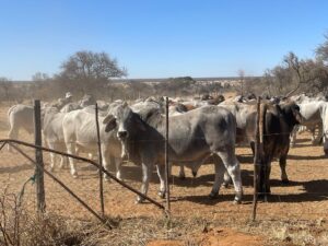 Cattle herd behind a wood and barbed wire fence on rangeland in Botswana