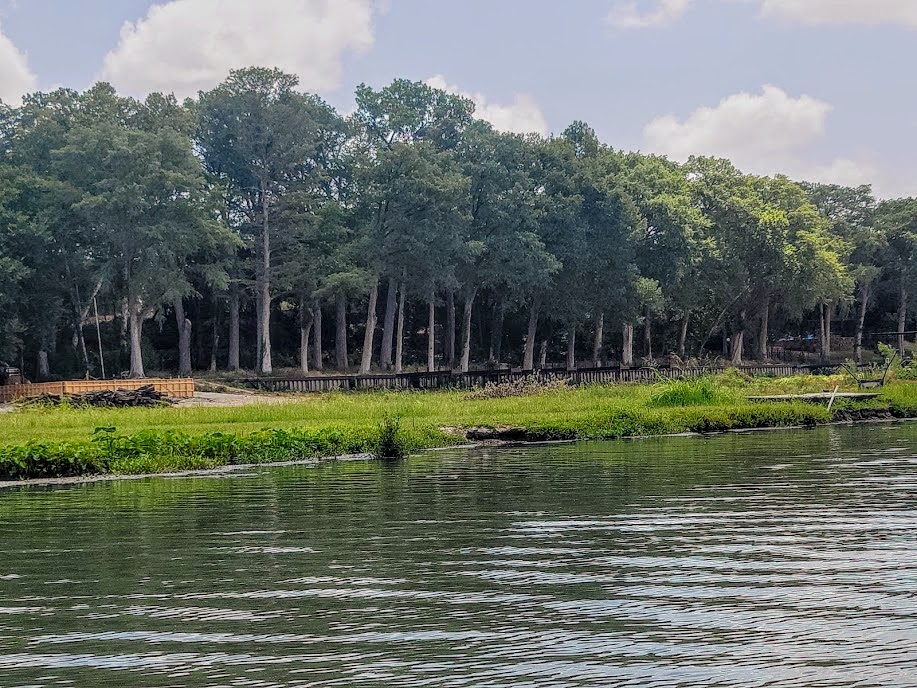Tall bald cypress trees stand behind a green covered shoreline of a river