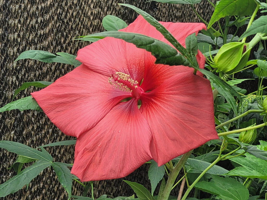 a coral-colored hardy hibiscus flower