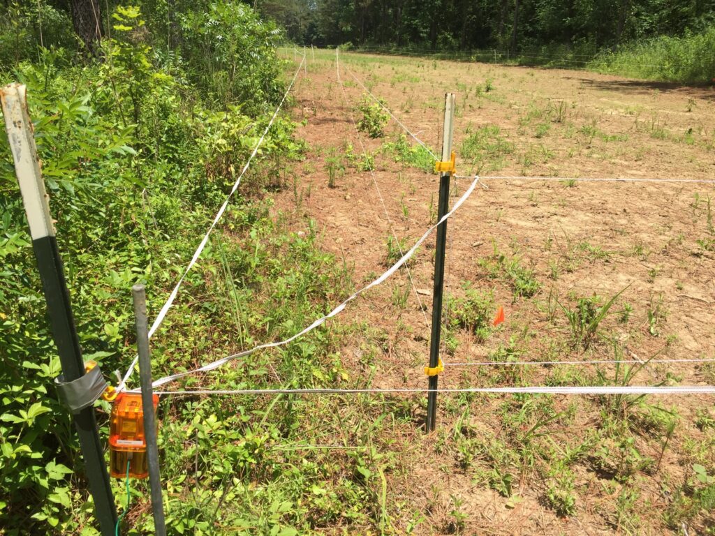 A two-tiered polywire electric fence surrounds a food plot. 