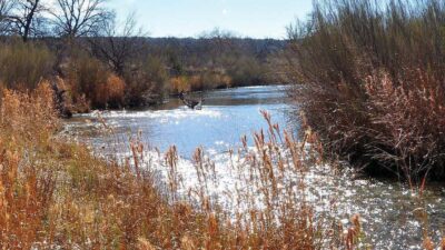 The Upper Llano River. The Lone Star Healthy Streams workshop in will highlight watershed health, minimizing bacteria contamination from livestock and wild pigs. (Texas A&M AgriLife Research photo)