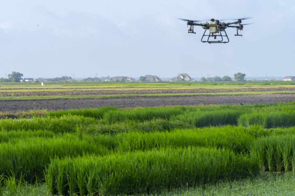 UAV flying over rice field.