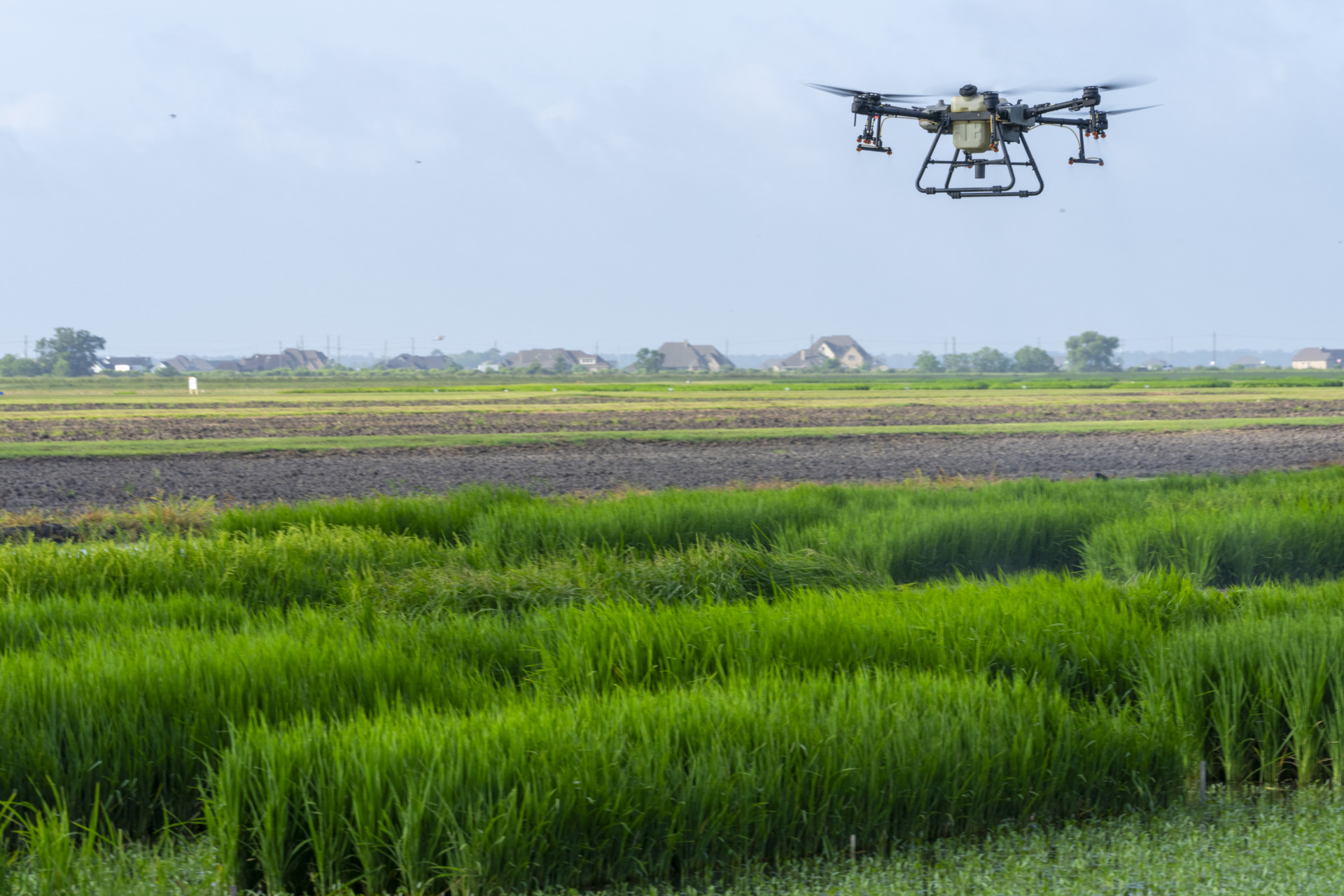 Beaumont Rice Field Day highlights irrigation innovation, research