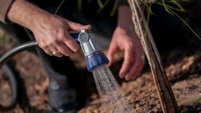 The base of a tree being watered by a hose nozzle. The person's hand has a Texas A&M ring on one finger. During times of drought, moisture must be prioritized and preserved.
