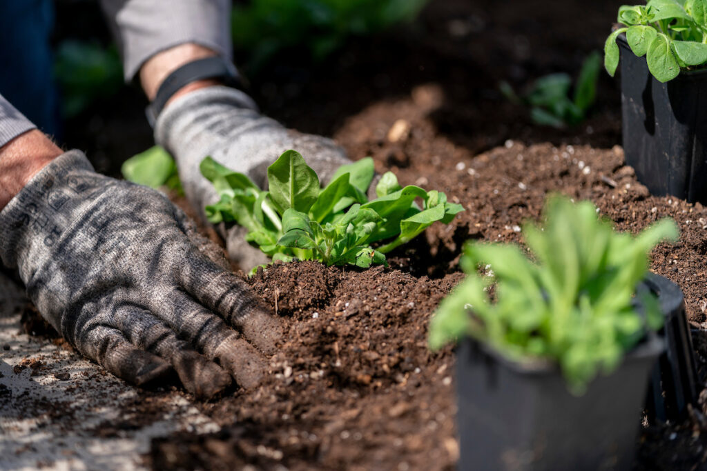 A pair of hands wearing garden gloves plants annuals into garden soil.