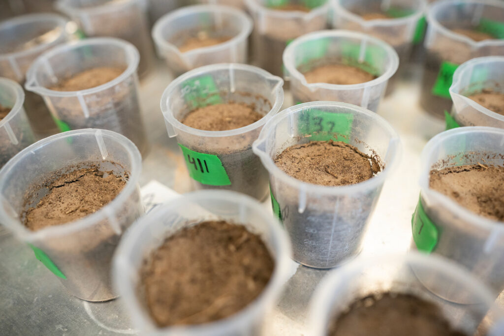 Close up of clear plastic measuring cups containing soil in the Texas A&M Soil Characterization Laboratory.