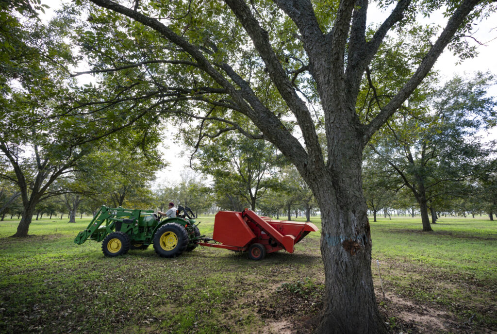 Green tractor harvesting a pecan orchard. 