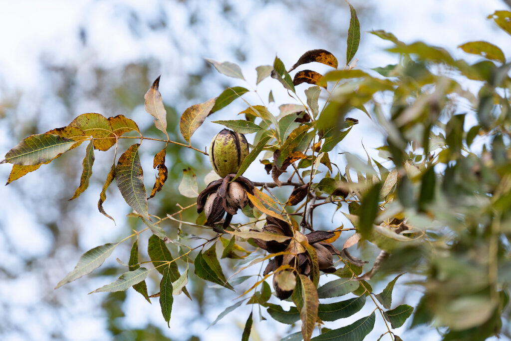 A pecan tree branch with nuts attached prior to harvesting at Texas A&M
