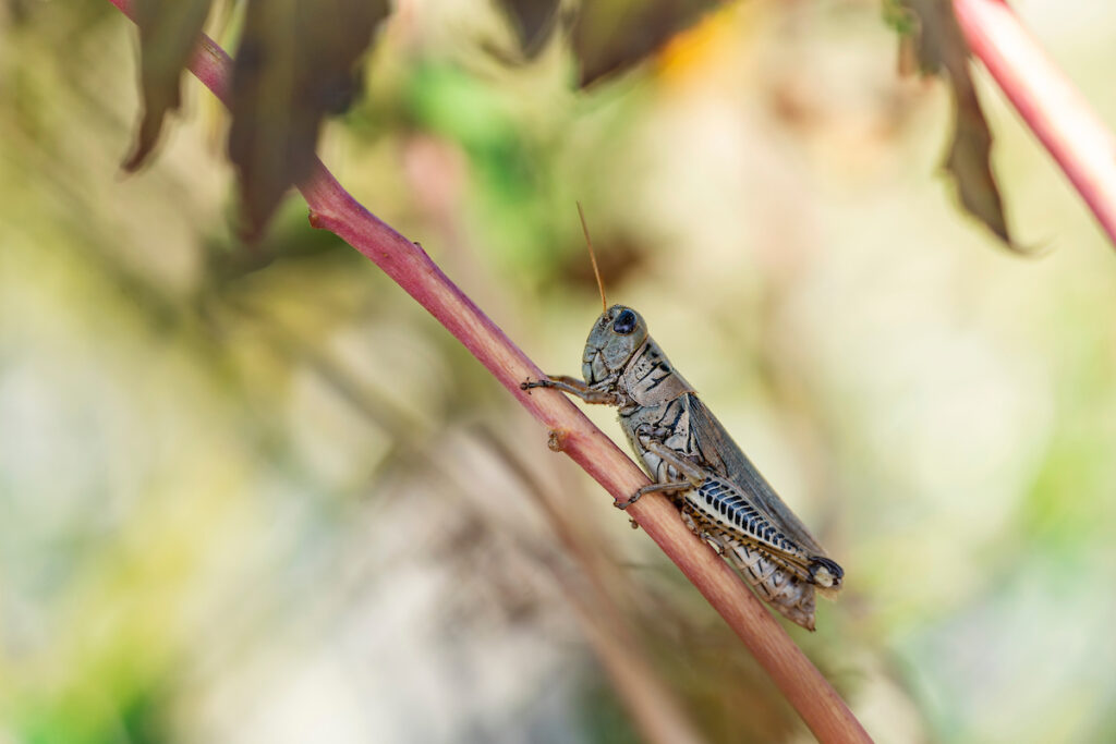 A grasshopper on a plant stem at The Garden at Texas A&M.