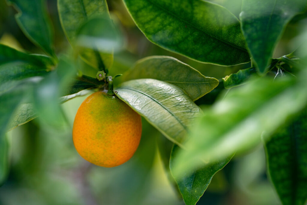An orange citrus fruit still showing some green on its skin is on a tree's lush green leaves.