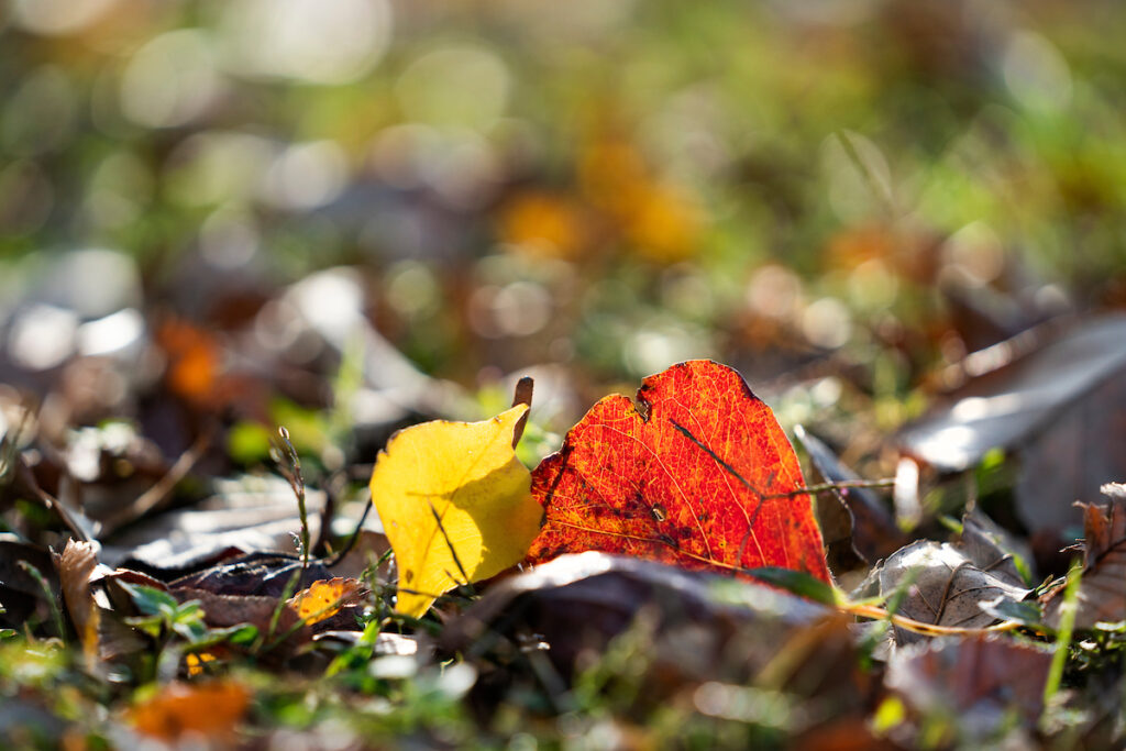 A red and a yellow leaf on the ground. Mixed with the proper amount of soil, leaves like this can make a great mulch for a garden.