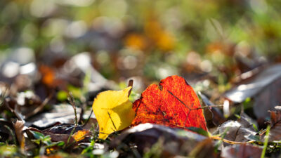 A red and a yellow leaf on the ground. Mixed with the proper amount of soil, leaves like this can make a great mulch for gardens.