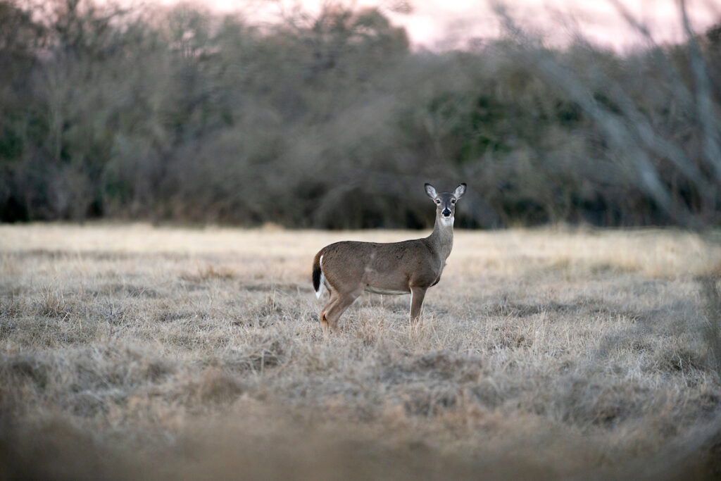 A white-tailed deer looks at the camera. A session on big game management and identification will be many activities during the Oct. 14 field day in Fort Worth.