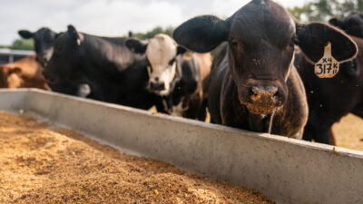Black and white cattle at a feed trough