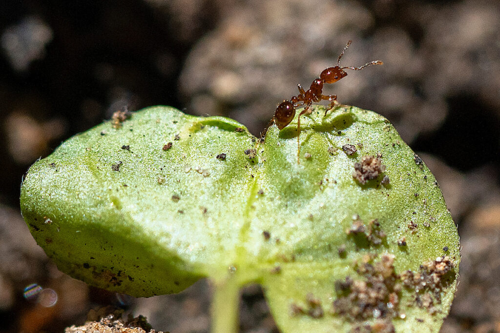 A red ant atop a green garden plant. A lack of mositure may affect the number of ants and where they are found.