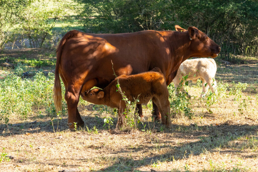 a momma cow out on a ranch allows a calf to suckle.
