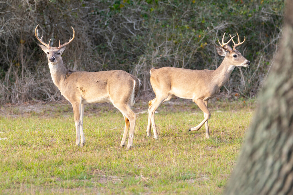 Two white tailed deer bucks stand in a pasture. White-tailed deer will be one of the topics discussed at the Oct. 6 East Texas Wildlife Expo in Jasper. 