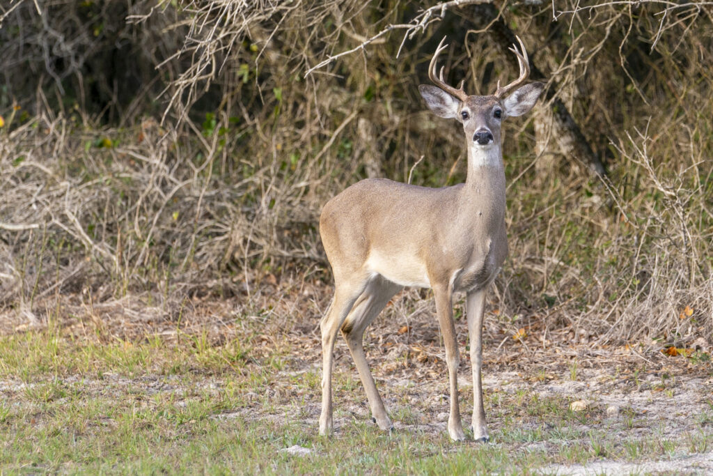 Wildlife, like this Tan colored White-tailed buck deer standing in the grass before entering a group of trees, survive drought
