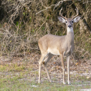 Drought and fewer water sources not adversely affecting Texas wildlife