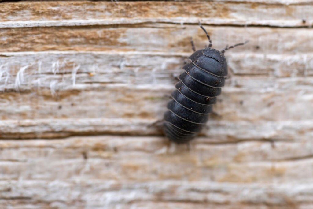 A pill bug, also called a roly poly, walking across a wood surface.