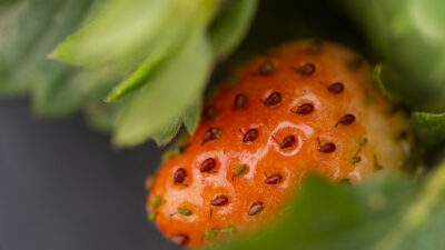 Up close image of strawberries