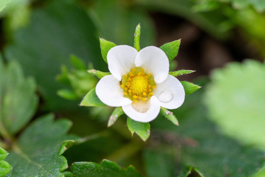 A white flower of a strawberry plant. Dew is on the petals.