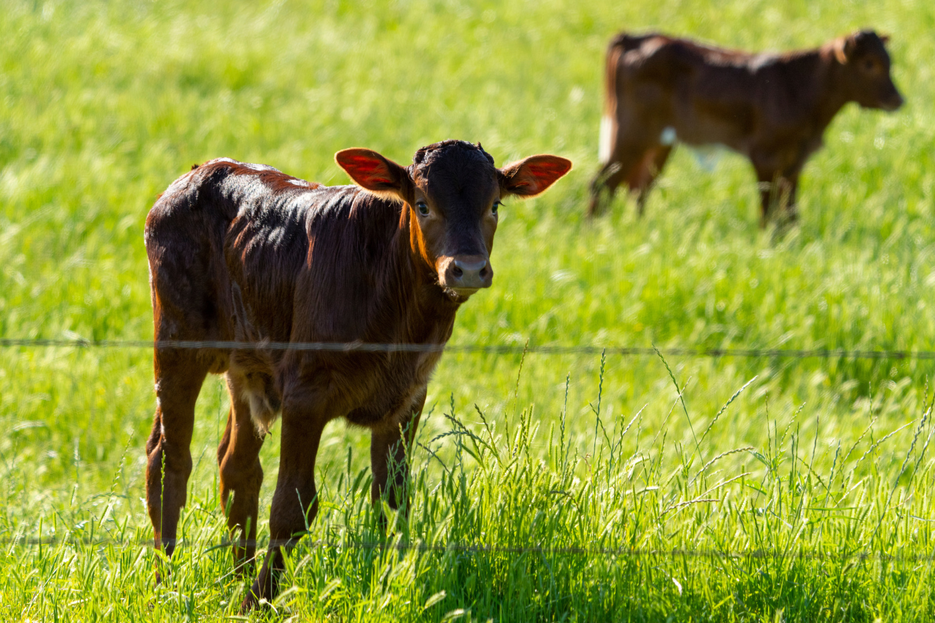 Individual Boxes – Grazing Fields