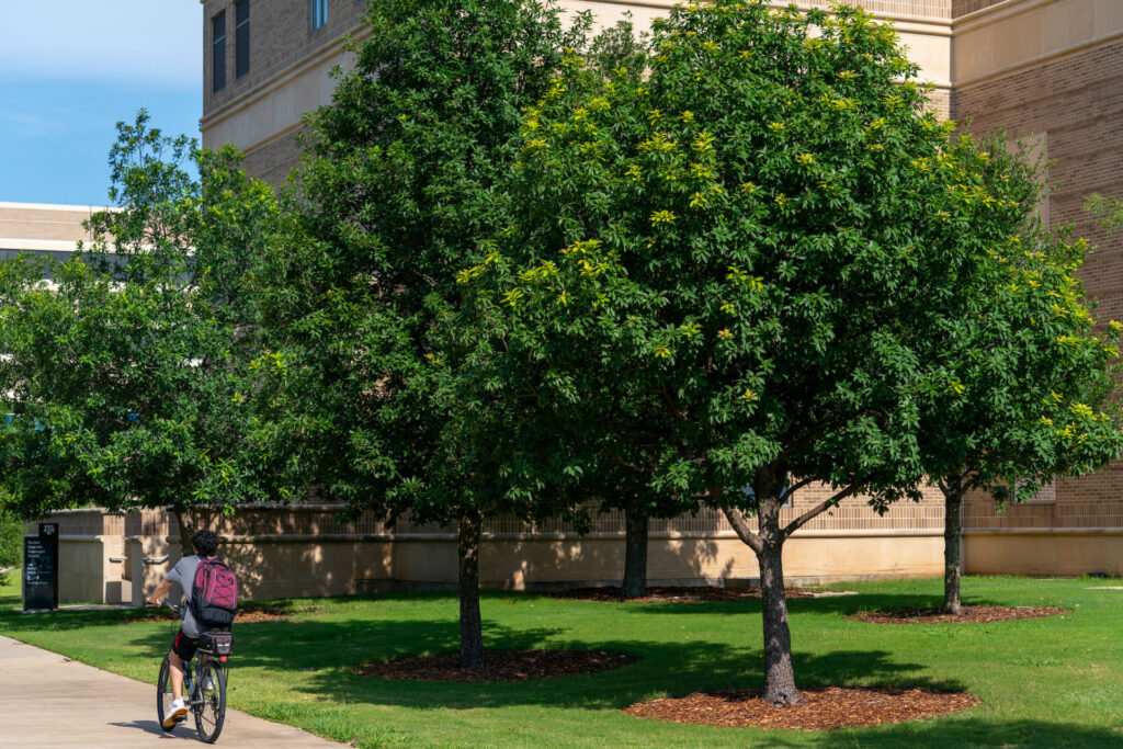 A group of Mexican white oak trees on Texas A&M University campus as a bicycler rides by on the adjacent sidewalk. 