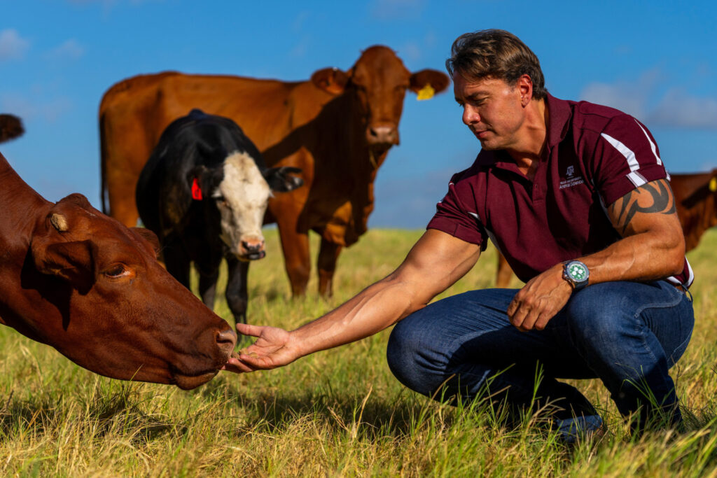 A man squatting in a field of grass  with a herd if cattle. The man is reaching out and his hand is being sniffed by one of the beef cattle