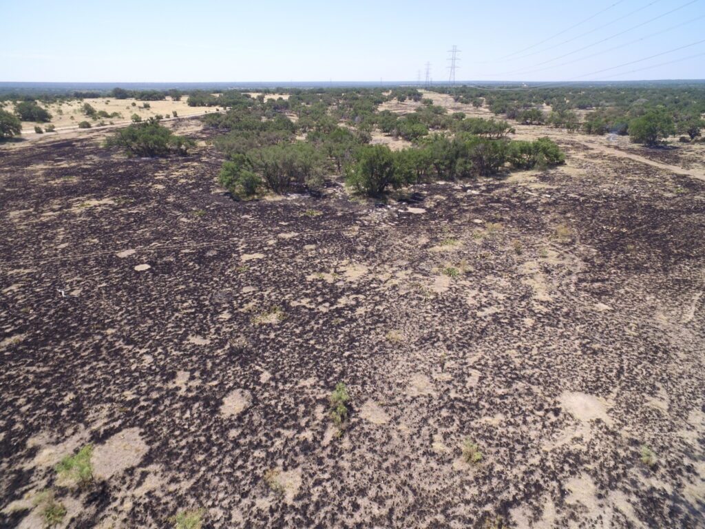 A rangeland following a prescribed burn. 
