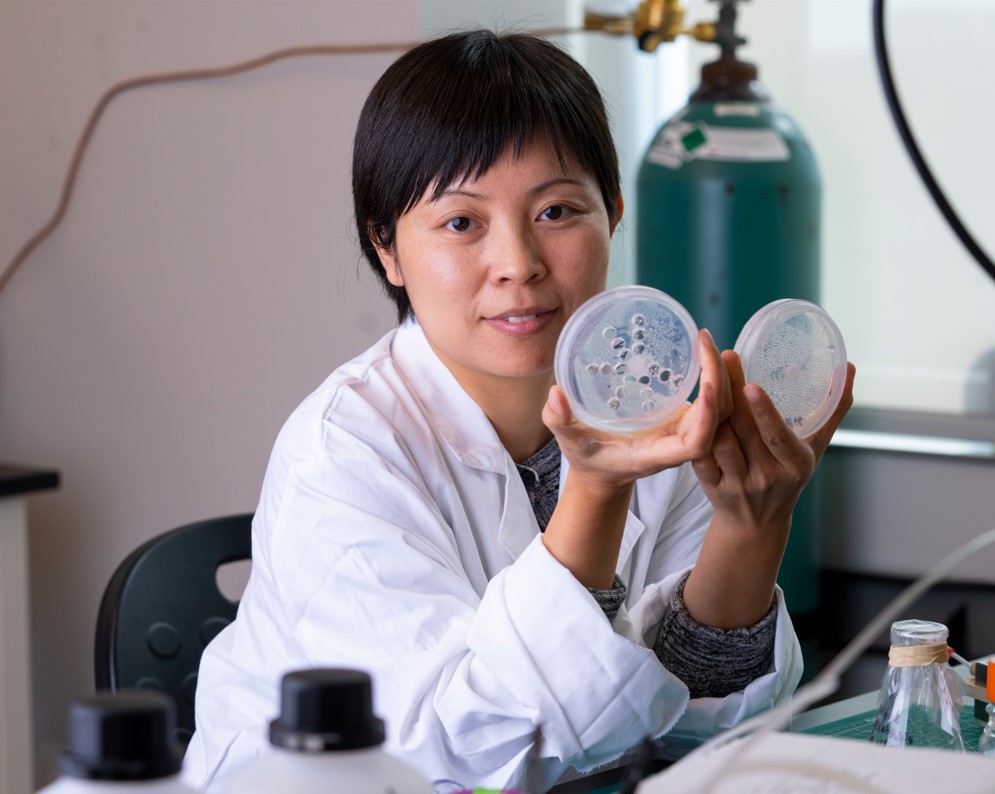 Susie Dai, Ph.D., with a petri dish demonstrates how microplastics may be removed from water. 