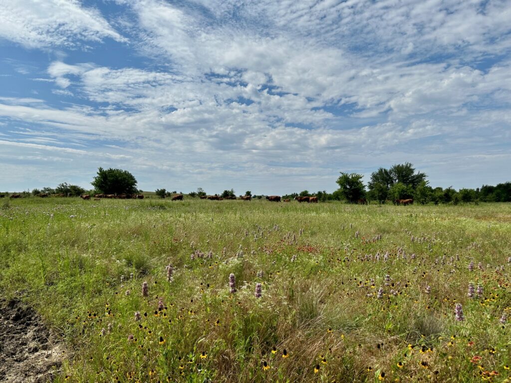 A prairie featuring diverse grass and flowering species under a blue sky. 