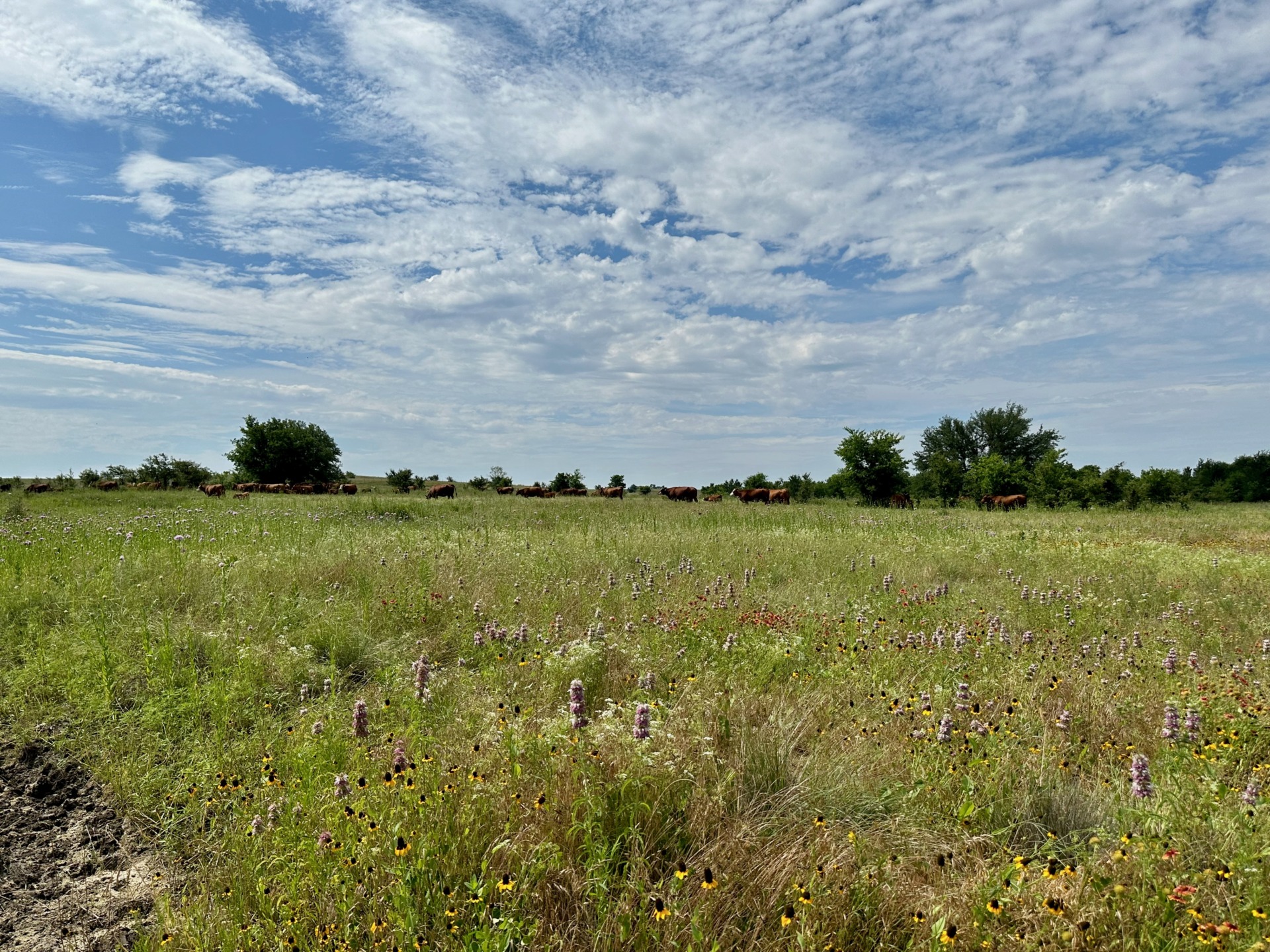 Great Plains Grasslands Framework in Focus: Wildlife Conservation Through  Sustainable Ranching
