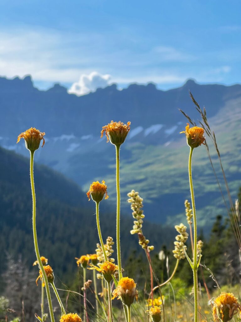 Wild flowers growing on a mountain in Montana.