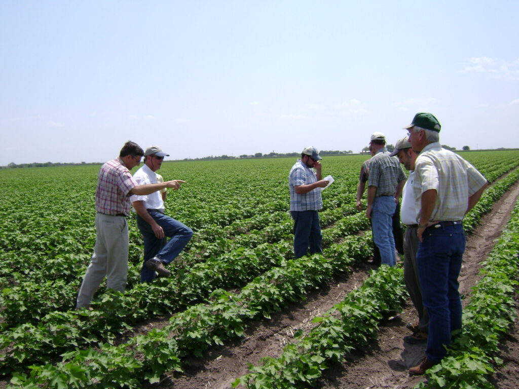 Members of the Texas Boll Weevil Eradication Foundation's technical committee tour a cotton field with Texas A&M AgriLife entomologists.