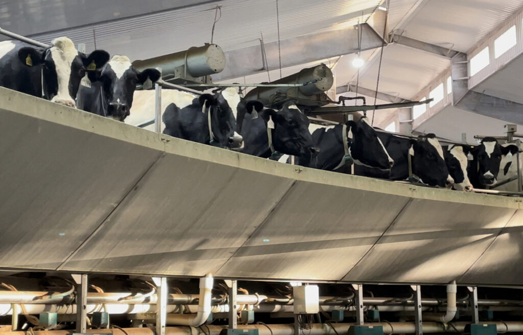 Dairy cows stand in a circle in the rotary parlor at the Del Rio Dairy