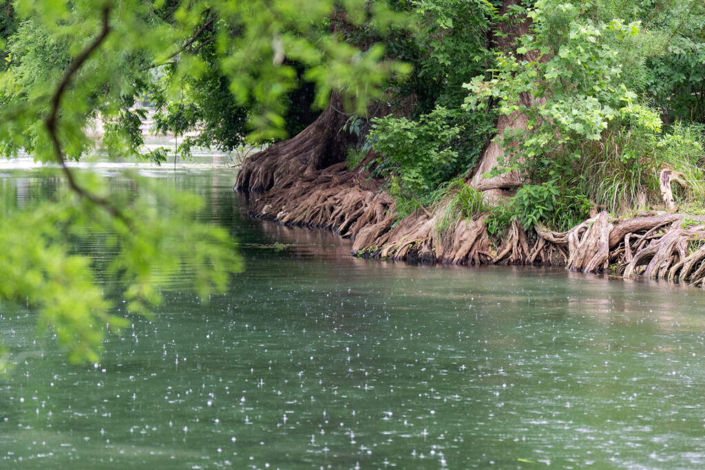 Trees line the banks along the San Marcos River as rain drops can be seen hitting the river. 