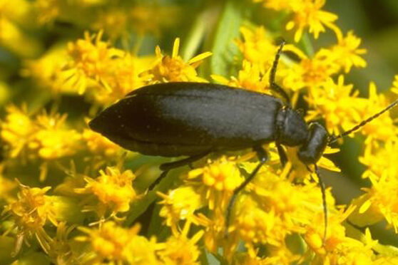 A black blister beetle atop yellow flowers.