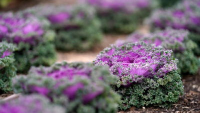 colorful purple and green kale growing at The Gardens at Texas A&M in the winter.