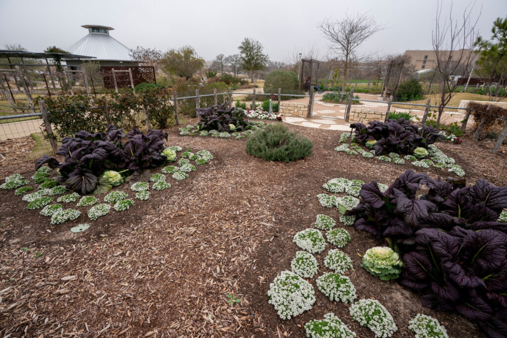 Winter at The Gardens at Texas A&M. It is a gray day but purple, white and green brighten the garden.