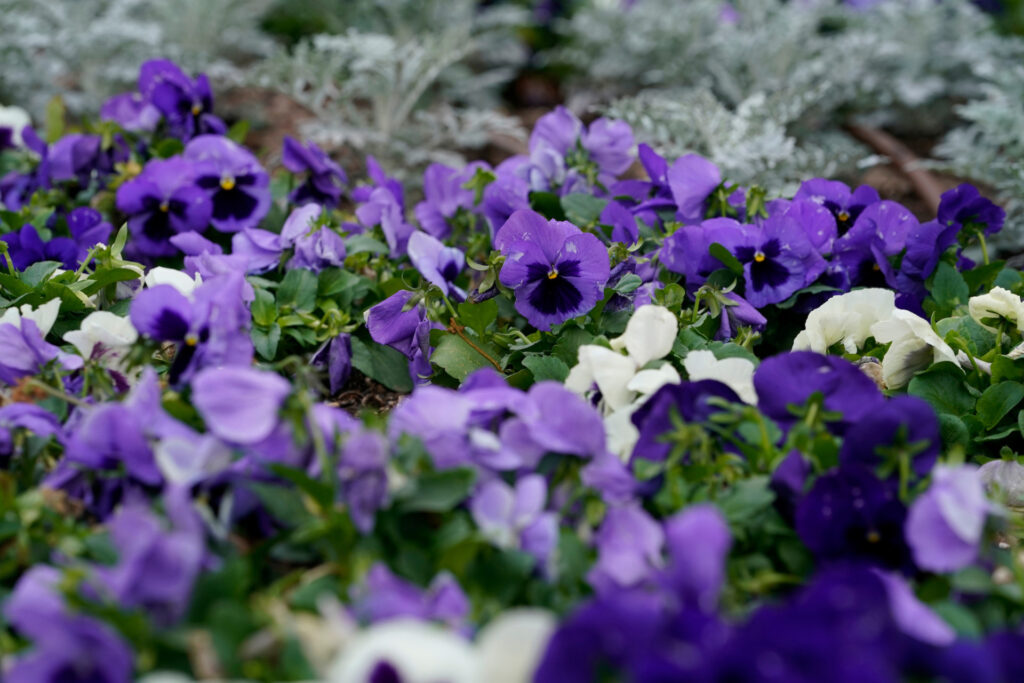 Purple and white pansies at The Gardens at Texas A&M on a cool day.