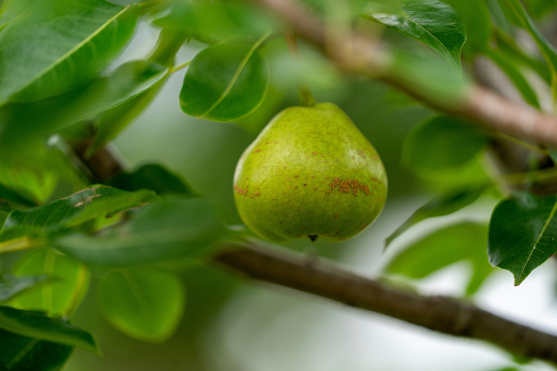 A photo of a green apple on a tree behind a quote from Dr. Larry Stein. “Follow this regimen, and you will be amazed at the tree you can grow in three years,” he said.