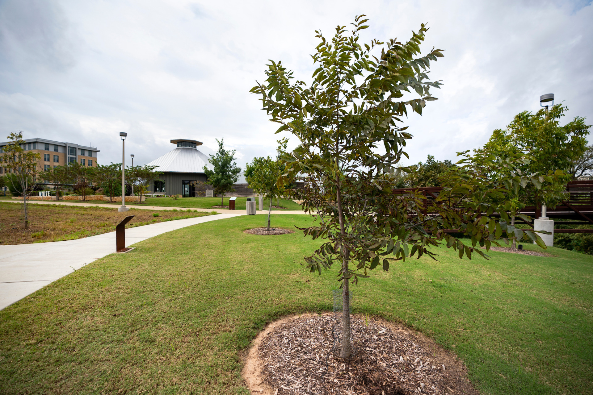 Texas A&M Extension Office provides tree-planting tips