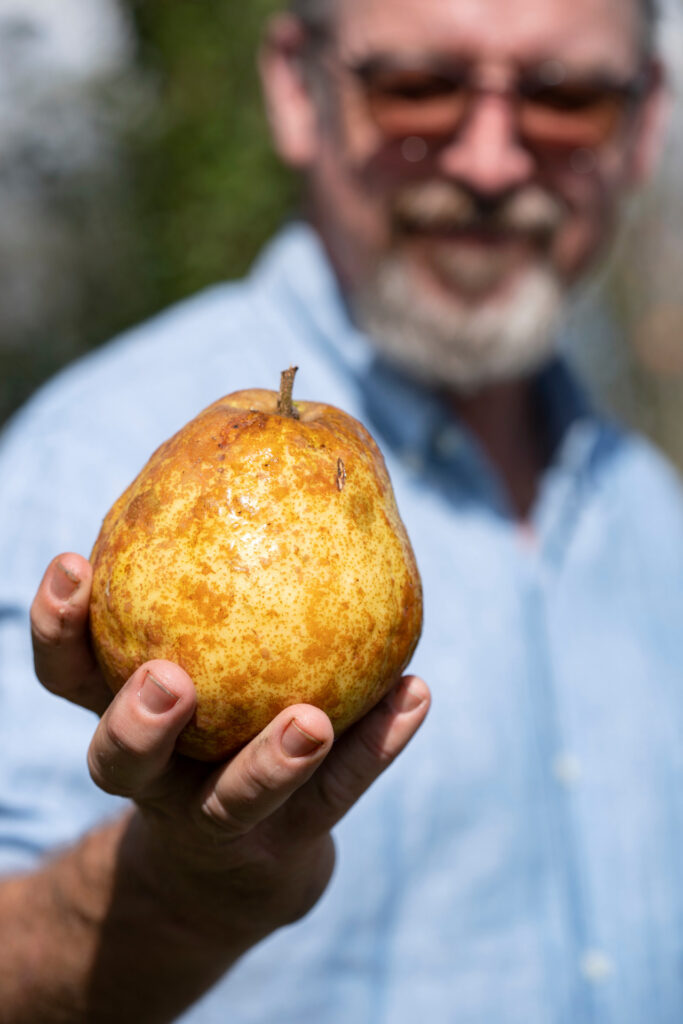 A man holds a large pear 