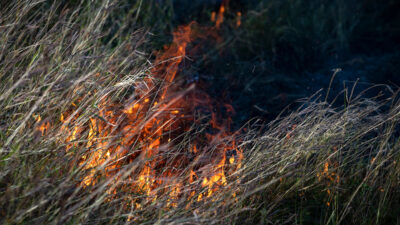 A closeup of a prescribed fire burning in tall grass as a preventative measure to wildfires.