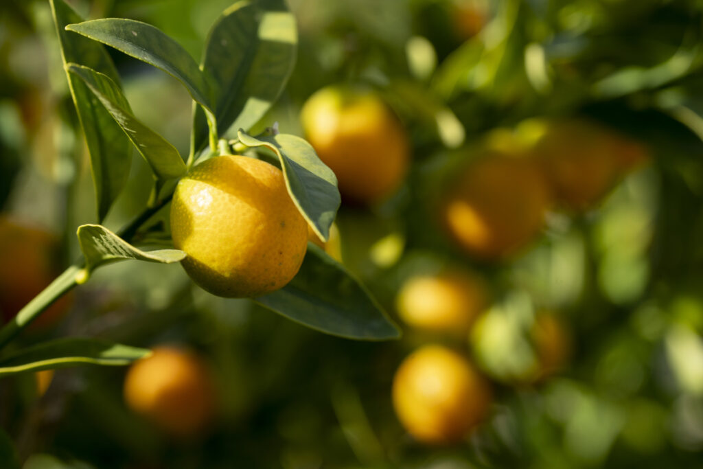 Fresh oranges hanging from a limb of a green orange tree. 