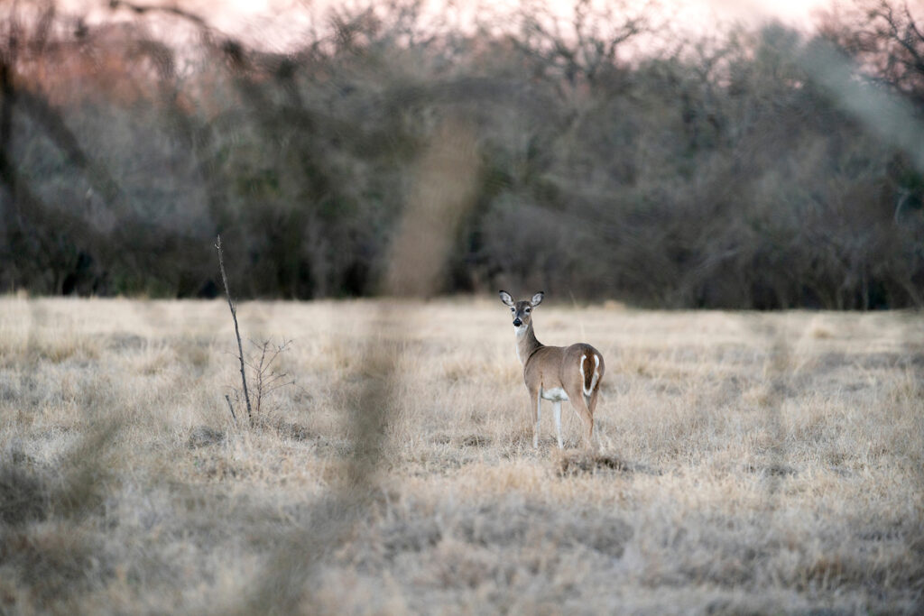 A white-tailed deer pauses in an open field. 