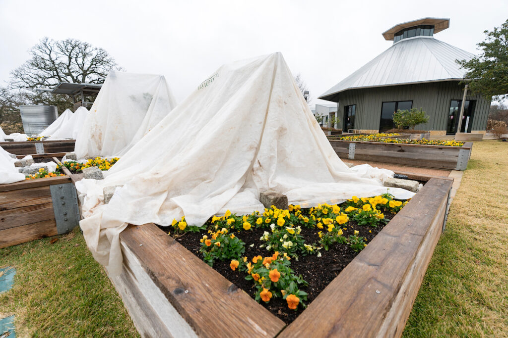 Fruit trees in planters are covered with white protective tarps at The Gardens at Texas A&M. Next to the covered trees are yellow and orange flowers in bloom. A cold protection plan should include covers for sensitive trees.
