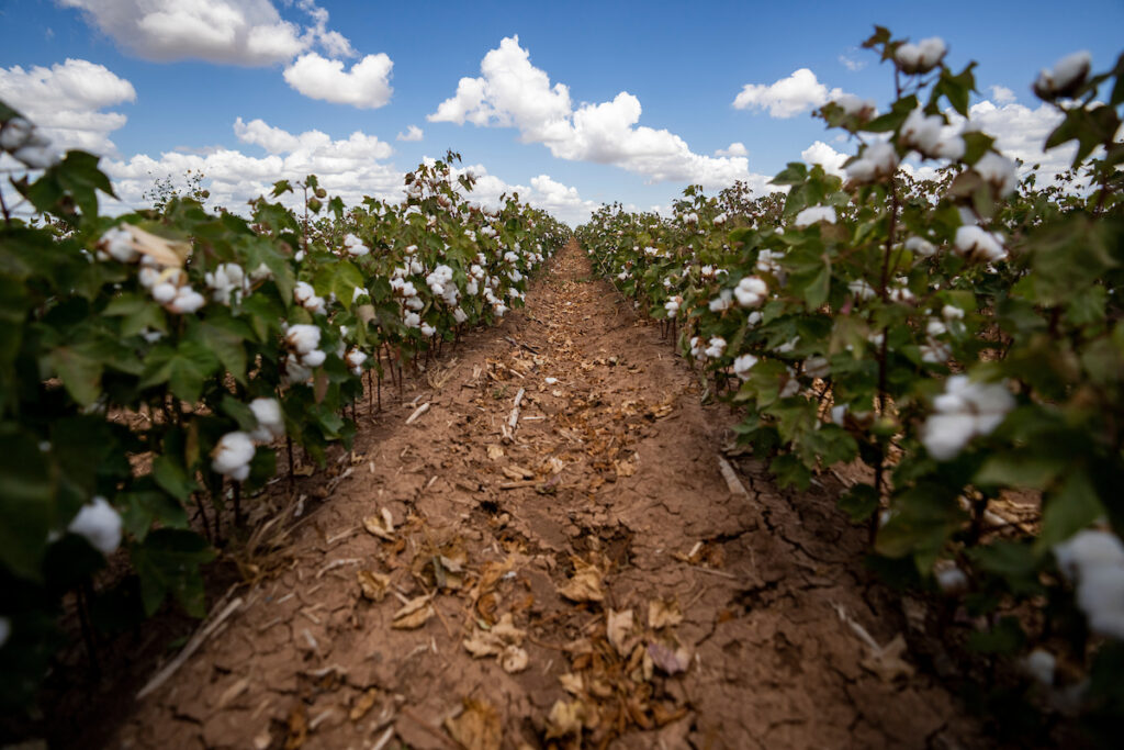 View down a row of cotton following research around water efficiencies.